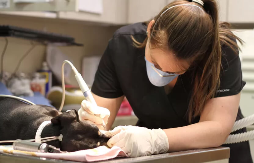 Ветеринар чистит зубы собаке при анестезии